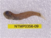藏品(七星魚)的圖片